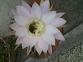 fleur de cactus