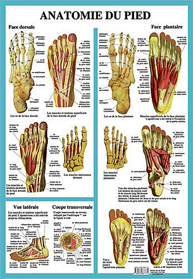 Anatomie du pied