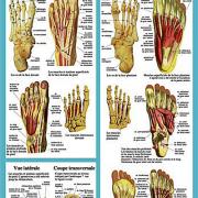 Anatomie du pied