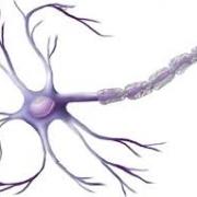 Images neurone